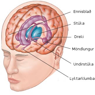 Randkerfið - limbic system